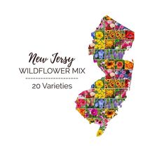 Wildflower NEW JERSEY State Flower Mix Perennials Annuals USA 1000 Seeds - £7.38 GBP