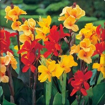 5 Seeds MIXED CANNA LILY Generalis Mix Colors Red Yellow Hummingbird Flower - £13.48 GBP