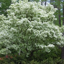 3 Fringe Tree Chionanthus Virginicus Old Mans Beard White Flower Seeds New Fresh - $14.90