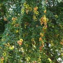 Semilir 15 Seeds Store Manilla Tamarind, Pithecellobium Dulce Exotic Madras Thor - $15.27