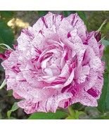 Fuksia white roses seeds - 20 seeds- code 360 - $110.24 MXN Fuksia white roses seeds - 20 seeds- code 360 - $110.24 MXN