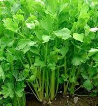 Chinese Celery Seeds 1000 Apium Graveolens Vegetable Garden Fresh Garden - $3.98
