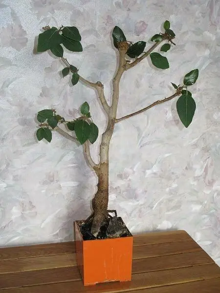 Ficus Benghalensis Banyan Fig Or Tree Ban Yan 50 Seeds Fresh Garden - £20.44 GBP