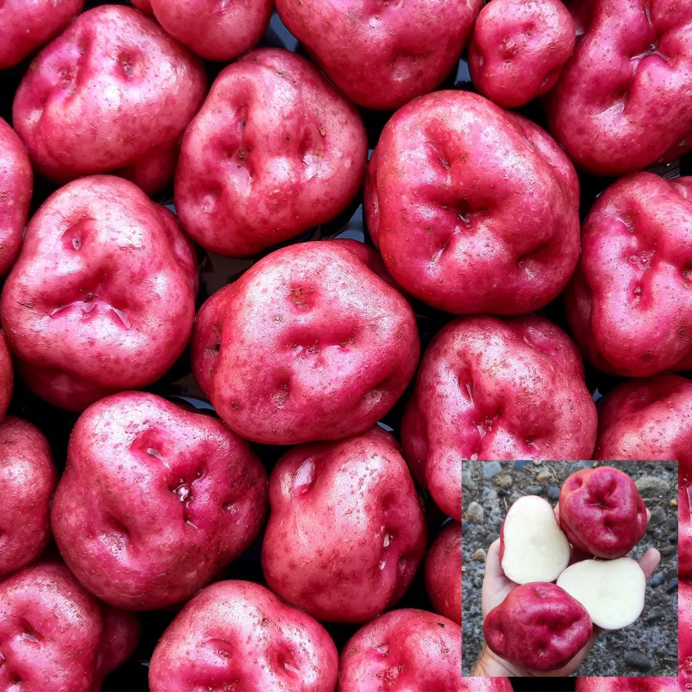 4 Peruvian Andean Potato Seeds - Kinda Llumpy - £11.79 GBP