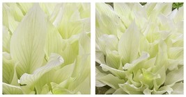 300 Hosta Seeds - Spectacular Foliage Plant with White and Light Green L... - $12.98