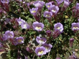 25 Chaenorrhinum Little Dragons Seeds Flower Perennial - £14.35 GBP