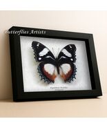 Madagascar Diadem Hypolimnas Dexithea African Butterfly Entomology Shado... - €63,19 EUR Madagascar Diadem Hypolimnas Dexithea African Butterfly Entomology Shado... - €63,19 EUR