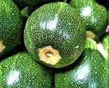 Round Zucchini Seeds 20 Seeds Non-Gmo Fast Shipping - $7.99