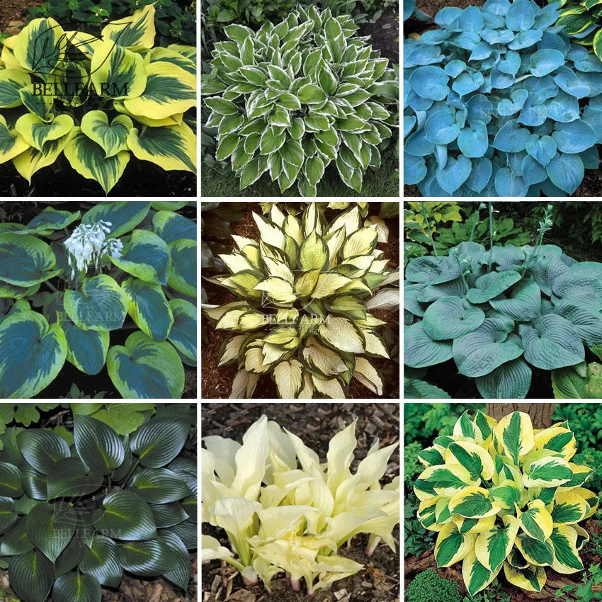 100 of Hosta Plants Seeds 21 Colors Available Ornamental Big Plantain Lily - £9.32 GBP