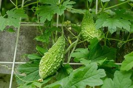 10 Seeds for Planting Green Bitter Gourd Vine  - £16.19 GBP