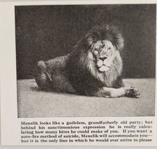 1920 Magazine Photos Huge Lion Named Menelik Bronx Zoo New York,NY - £8.03 GBP