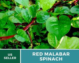 100 Seeds Spinach Malabar Red Vegetable Seed Basella rubra Spinach Alternative - $19.73