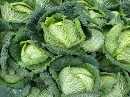 LWSTORE 500 Savoy Cabbage Seeds Heirloom Nongmo Cabbage Seeds USPS Shipping - $8.78