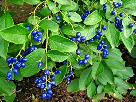 20 Sapphire Berry Seeds Symplocos Paniculata USA SELLER Fast Shipping - £7.74 GBP