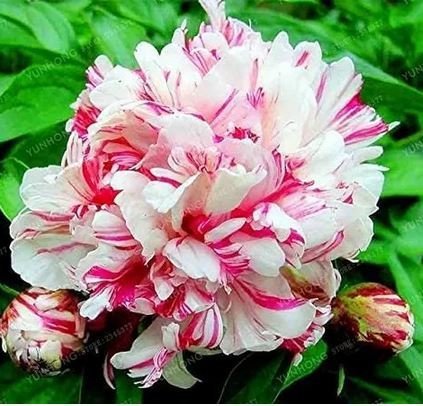 10 PCS Seeds Paeonia Lactiflora Bonsai Heirloom Tree Peony Item image 4