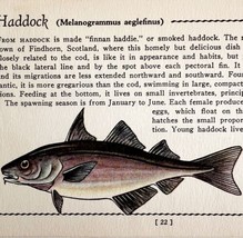 Haddock 1939 Salt Water Fish Gordon Ertz Color Plate Print Antique PCBG19 - $29.99