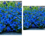 Bright Blue Alyssum 50 Seeds Carpet Flower Sweet Flowers - $29.93