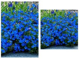 Bright Blue Alyssum 50 Seeds Carpet Flower Sweet Flowers - £23.92 GBP