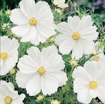 Cosmos- Purity White- 100 Seeds_Tera store - $5.99