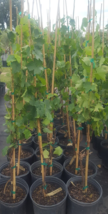 Ambulo Blanc Wine Grape Vine 4-6 Ft Tall Live Plant Vineyard Fast Growing - £72.43 GBP