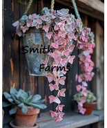 HS  25+ Seeds Pink Ceropegia Woodii Flower Plant (String Of HSarts) - $9.09 CAD