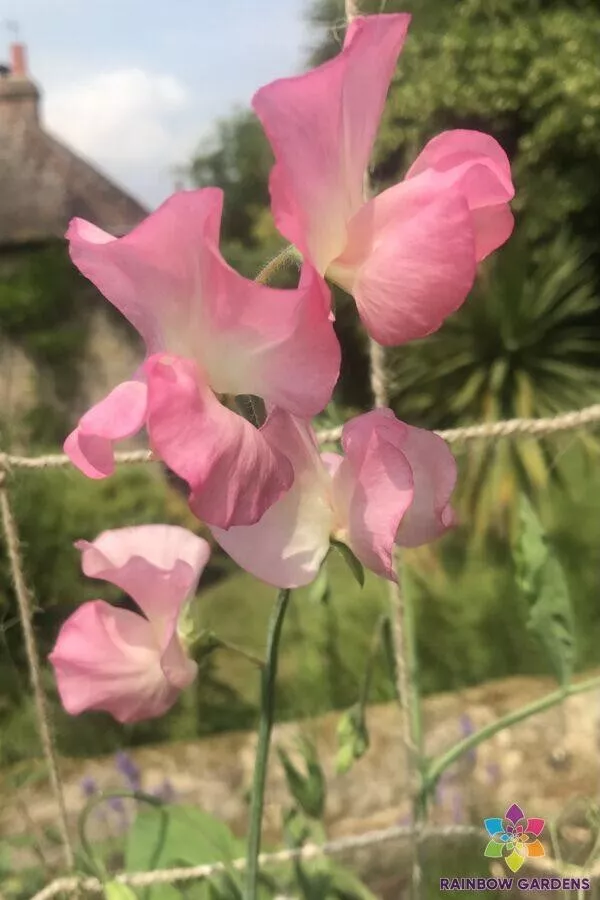 AW 50 Seeds Mammoth Salmon Cream Pink Sweet Pea Non Gmo Herb Easy To Grow - $11.00