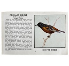 Orchard Oriole Bird Print 1931 Blue Book Birds Of America Antique Art PC... - $19.99
