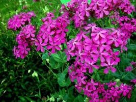 100 Fresh Seeds Catchfly Flower Silene Armeria - £7.59 GBP