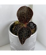 Fresh 15 Seeds Jewel Orchid House Flowers Fast Shiping - $12.99 CAD