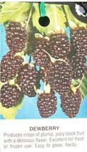 Austin Dewberry 1 Gal. Live Plant Delicious Nutritious Health Plants Dewberries - £88.20 GBP