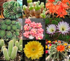 Fresh Echinopsis Cactus Species Mix - 50+ Seeds - All The Favorites - Iowa Ship  - £14.82 GBP