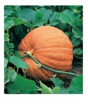 SGHOST  10 Seeds Big Max Giant Pumpkin Huge Prizewinners Weigh 100 Pounds  USA S - $8.26