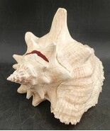 Conch Seashell Spiral Pink White Ocean Beach Decor 10&quot;x8&#39;&quot;x8&quot;    OBO - $15.00