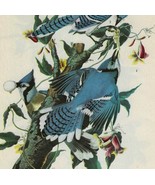 Blue Jay Bird 1946 Color Art Print John James Audubon Nature DWV2D - $757.80 MXN
