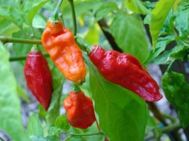 Capsicum Bhut Jolokia Ghost Pepper Hot Seeds Garden USA SELLER - $17.98