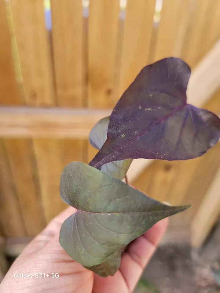 1 IPOMOEA BLACK HEART Live Plants Trailing Sweet Potato Vine Annuals Wel... - $19.00
