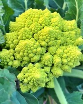 1000 Romanesco Broccoli Seeds Non Gmo Heirloom Usa Garden Fresh - £7.84 GBP