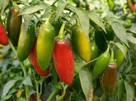 Jalapeno Pepper 25 Seeds Green To Red Tasty Vegetable Prolific Growth - $7.99