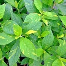 30 Goldsprenkle Sweet Pepperbush Seeds Clethra Alnifolia Goldsprenkle Fr... - $13.70