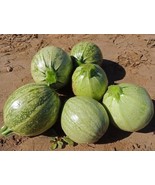 Zucchini ROUND 20 - 200 Seeds  summer squash unique garden heirloom casserole go - $2.24 - $11.01