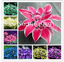 100 Seeds Bag Beautiful Hosta Bonsai Plants S Lily Flower Shade Hosta Flower Mix - £4.80 GBP