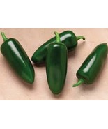 MBK Zelkova Serrata Japanese Zelkova Tree Seeds Exquisite Fall Color Fas... - €12,95 EUR