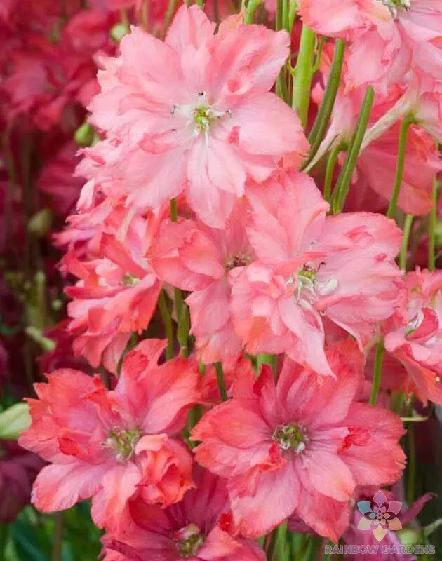 200 Princess Caroline Delphinium Seeds New Fast Shipping - $10.96