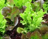 800 Seeds Leaf Lettuce Seeds Gourmet Salad Blend Fast Shipping - $8.99