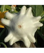 Yugoslavian Finger Fruit Squash Seeds (((25 Seed Packet))) (More Heirloo... - $91.45 MXN