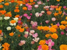 HS Poppy Mission Bell Mix 500 Seeds  - $6.06