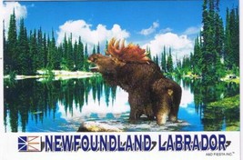 Postcard Moose In Pond Newfoundland &amp; Labrador - $3.47