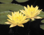 Live Large Size Pink or Yellow Water Lilly Tube Plant Rooted Winter Hardy - £9.96 GBP+