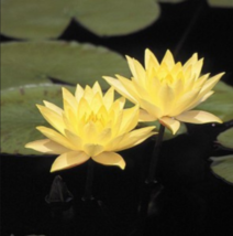 Live Large Size Pink or Yellow Water Lilly Tube Plant Rooted Winter Hardy - $12.50+