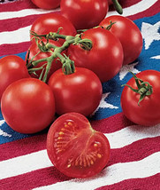 50 Seeds Fourth Of July Tomato Vegetable Planting Tomatoe Garden Fresh USA Shipp - £7.84 GBP